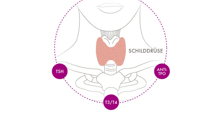 Schwanger trotz Hashimoto, Wunschkind Klinik Dr. Brunbauer